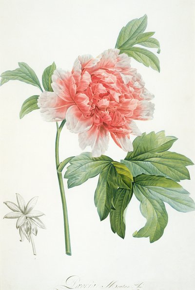 Peony by Pierre Joseph Redouté